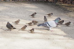 Columba livia domestica
