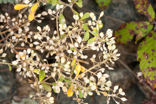 Odontarrhena argentea, photograph 1