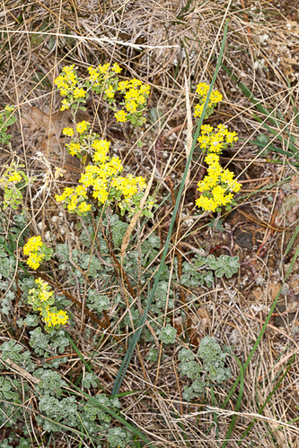 Odontarrhena argentea, photograph 2
