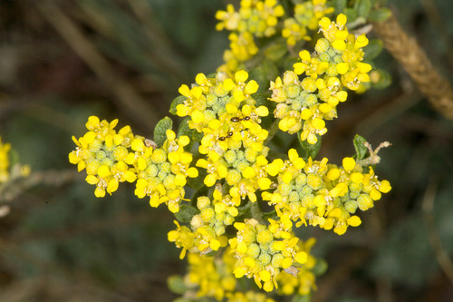 Odontarrhena argentea, photograph 3