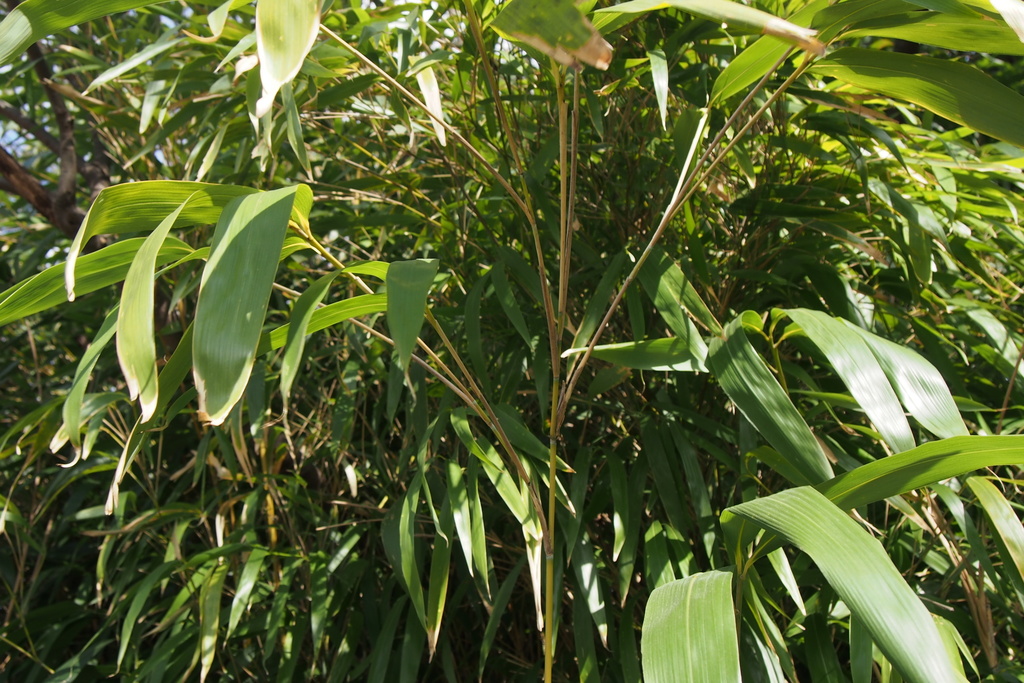 Arrow Bamboo (Invasive species in Franklin Park) · iNaturalist