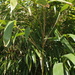 Pseudosasa japonica - Photo (c) harum.koh,  זכויות יוצרים חלקיות (CC BY-SA), uploaded by harum.koh