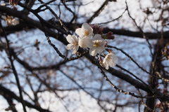 Prunus