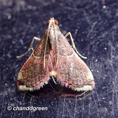 Endotricha minutiptera