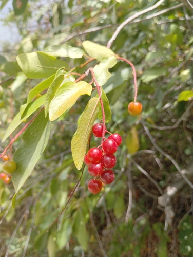 Bitter-berry fruiting