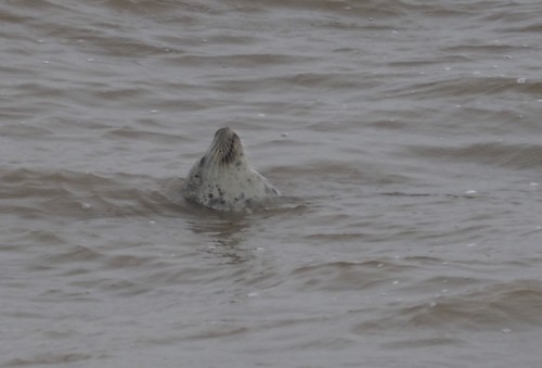 Harbor seal