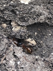 Camponotus sansabeanus