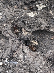 Camponotus sansabeanus