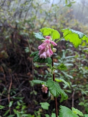 Ribes sanguineum glutinosum