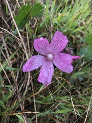 Sidalcea malviflora malviflora