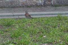 Turdus eunomus