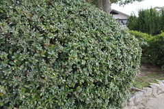 Quercus phillyreoides