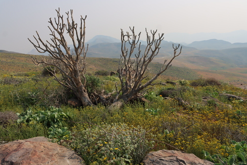 Image of Aloidendron ramosissimum by (c) Tony Rebelo, some rights reserved (CC BY-SA)