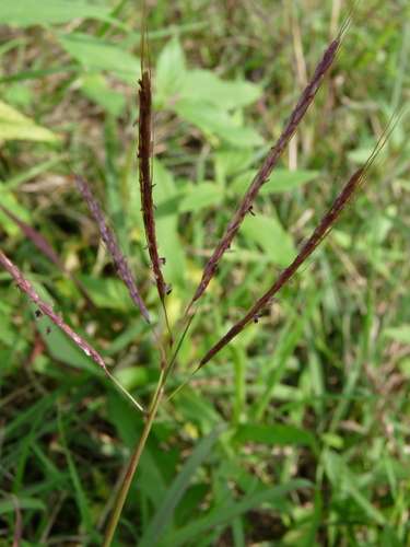 Bothriochloa ischaemum iNat (2)