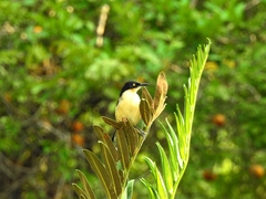 Donacobius atricapilla