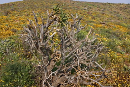 Image of Aloidendron ramosissimum by (c) Tony Rebelo, some rights reserved (CC BY-SA)
