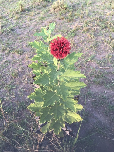 Echinops amplexicaulis