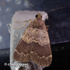 Hydrillodes abavalis