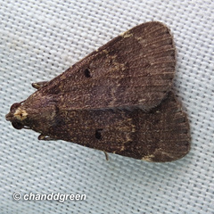 Hydrillodes nilgirialis