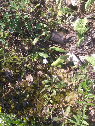 Linum usitatissimum