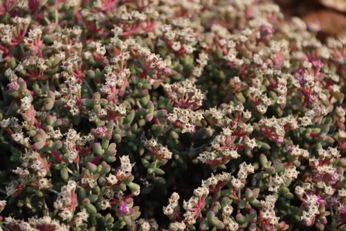 Image of Eberlanzia ebracteata by (c) Tony Rebelo, some rights reserved (CC BY-SA)