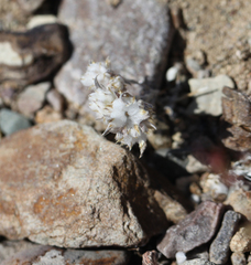 Stylocline intertexta