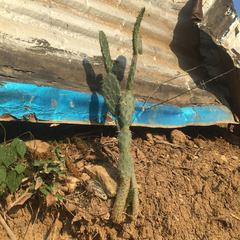 Cactaceae