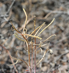 Chylismia