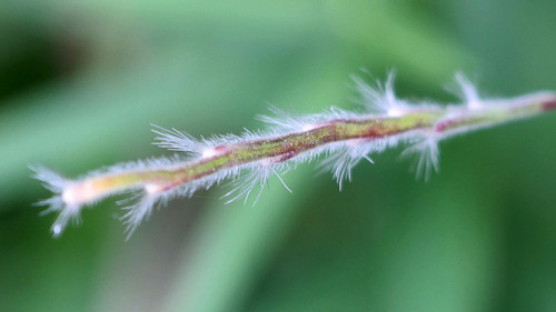 Image of Eriochloa villosa by (c) Randy A Nonenmacher, some rights reserved (CC BY)