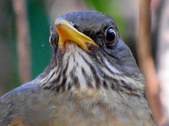Turdus olivaceus pondoensis