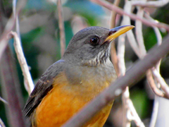 Turdus olivaceus pondoensis