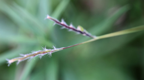 Image of Eriochloa villosa by (c) Randy A Nonenmacher, some rights reserved (CC BY)