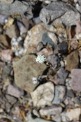 Chaenactis fremontii