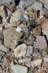 Chaenactis fremontii