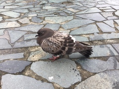 Columba livia domestica