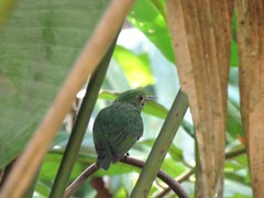 Lepidothrix velutina