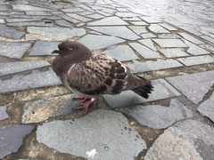 Columba livia domestica
