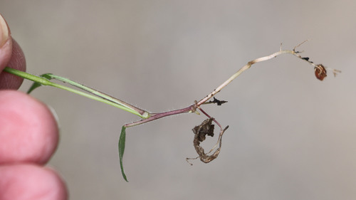 Image of Eriochloa villosa by (c) Randy A Nonenmacher, some rights reserved (CC BY)