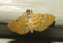 Notarcha aurolinealis