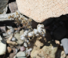 Stylocline intertexta
