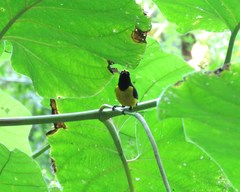 Euphonia imitans
