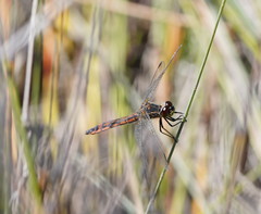 Austrothemis nigrescens
