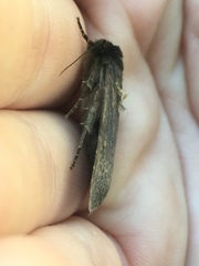 Bityla defigurata