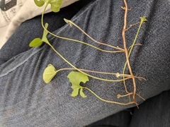 Dichondra recurvata