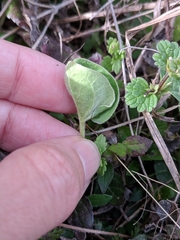 Dichondra recurvata