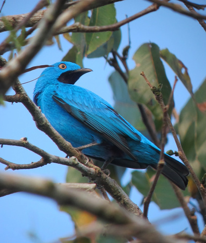 Cotinga maynana (Linnaeus, 1766)