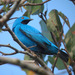 Plum-throated Cotinga - Photo (c) Félix Uribe, some rights reserved (CC BY-SA)