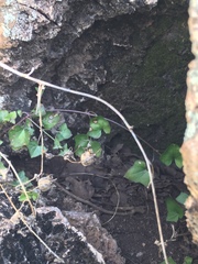 Maurandya antirrhiniflora