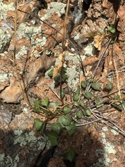 Maurandya antirrhiniflora