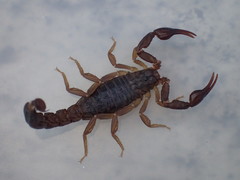 Vaejovis carolinianus